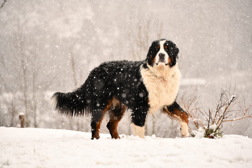 Photographe animaux chien Morez Jura Genève Lausanne Champagnole Lons-le-Saunier Besançon – bouvier bernois dans la neige sous les flocons