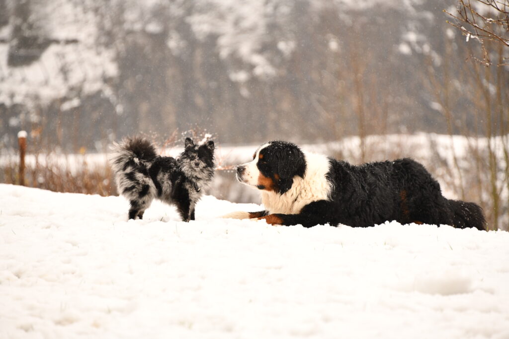 Photographe animaux chien Morez Jura Genève Lausanne Champagnole Lons-le-Saunier Besançon – deux chiens jouant dans la neige