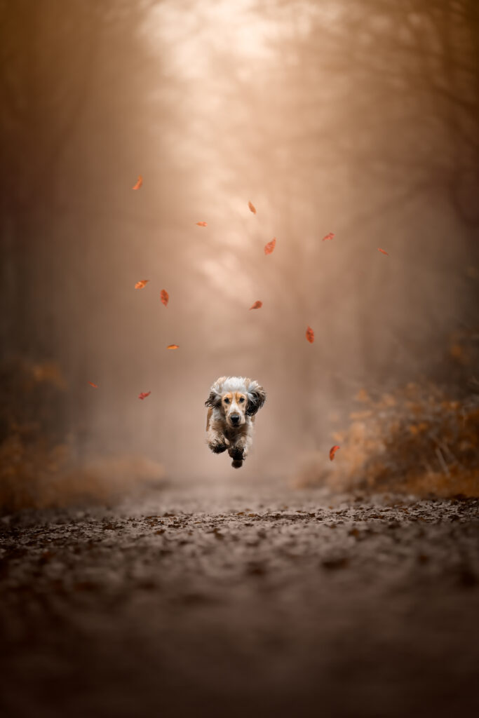 Photographe animaux chien Morez Jura Genève Lausanne Champagnole Lons-le-Saunier Besançon – cocker courant sur un chemin d’automne