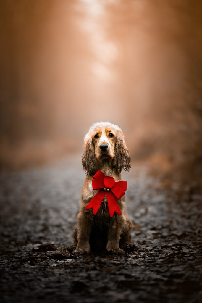 Photographe animaux chien Morez Jura Genève Lausanne Champagnole Lons-le-Saunier Besançon – cocker avec un nœud rouge sur un chemin en forêt