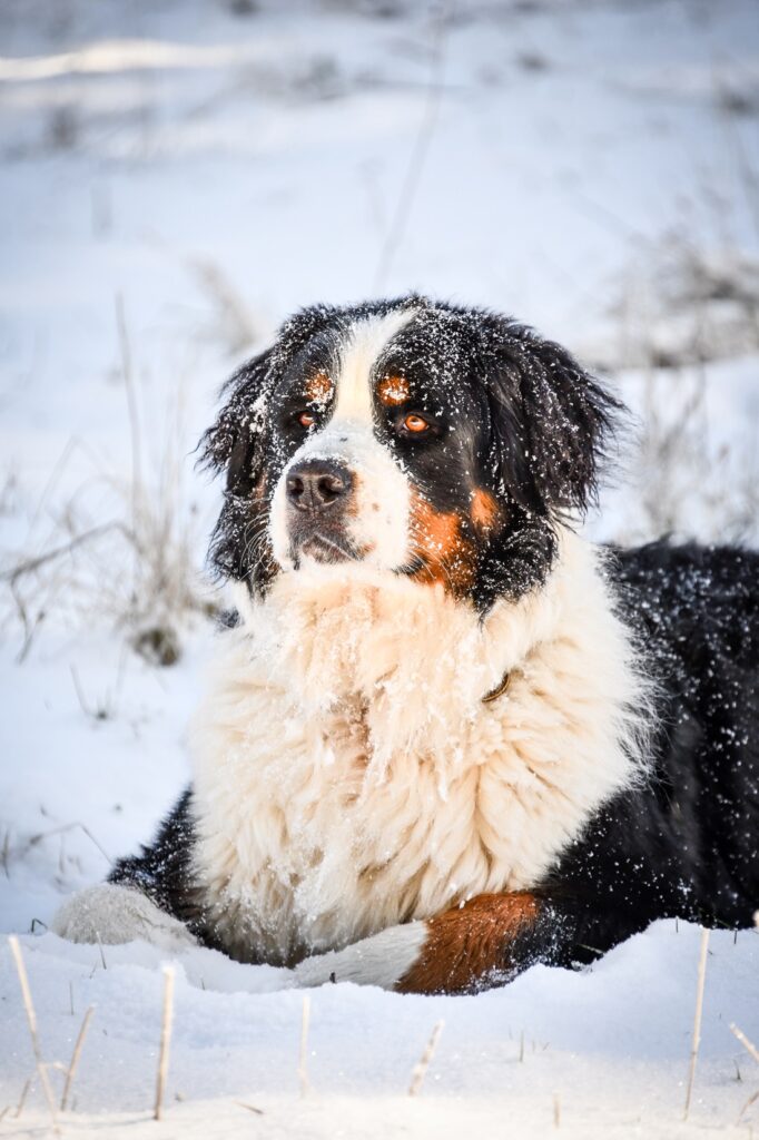 Photographe animaux chien Morez Jura Genève Lausanne Champagnole Lons-le-Saunier Besançon – bouvier bernois allongé dans la neige