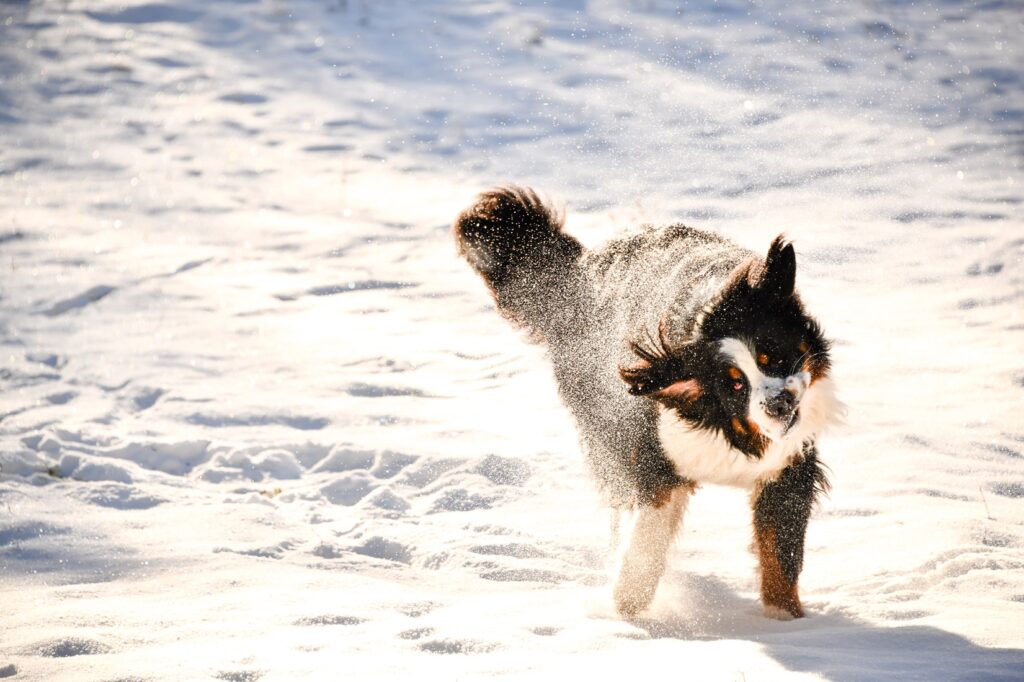 Photographe animaux chien Morez Jura Genève Lausanne Champagnole Lons-le-Saunier Besançon – chien jouant dans la neige