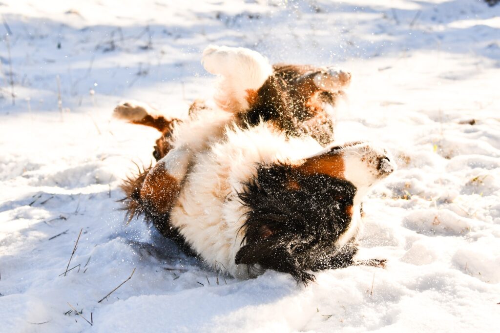 Photographe animaux chien Morez Jura Genève Lausanne Champagnole Lons-le-Saunier Besançon – chien se roulant dans la neige