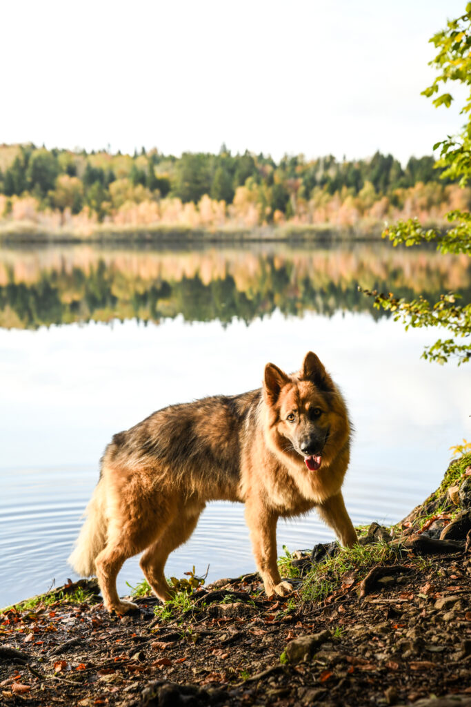 Photographe animaux chien Morez Jura Genève Lausanne Champagnole Lons-le-Saunier Besançon – berger allemand au bord d’un lac