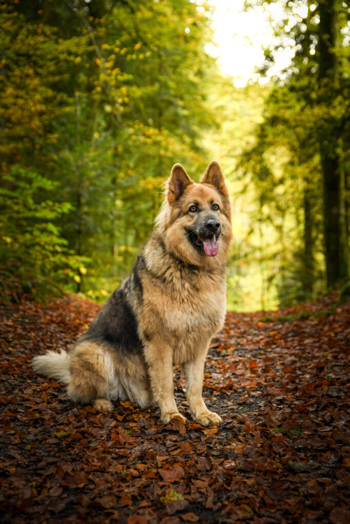 Photographe animaux chien Morez Jura Genève Lausanne Champagnole Lons-le-Saunier Besançon – berger allemand assis en forêt d’automne