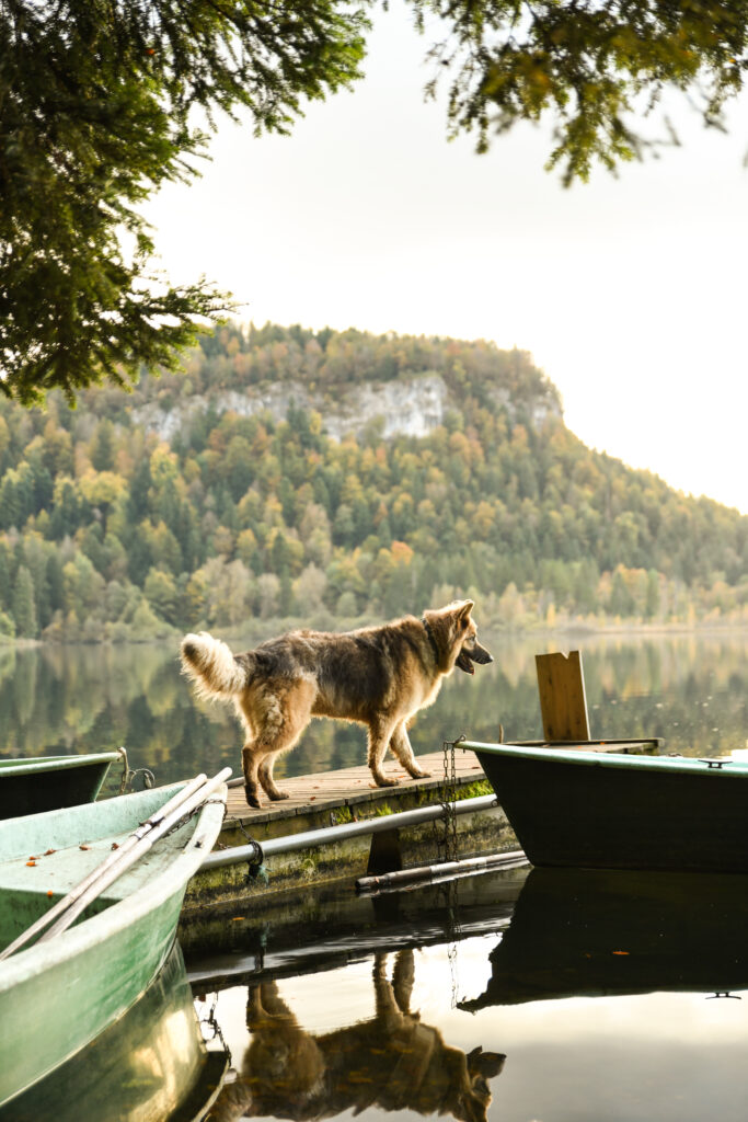Photographe animaux chien Morez Jura Genève Lausanne Champagnole Lons-le-Saunier Besançon – berger allemand sur un ponton au bord d’un lac