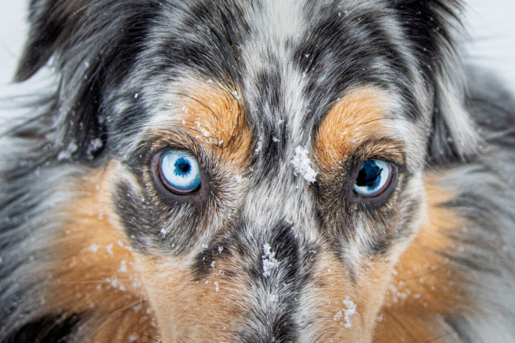Photographe animaux chien Morez Jura Genève Lausanne Champagnole Lons-le-Saunier Besançon – portrait en gros plan d’un berger australien aux yeux bleus