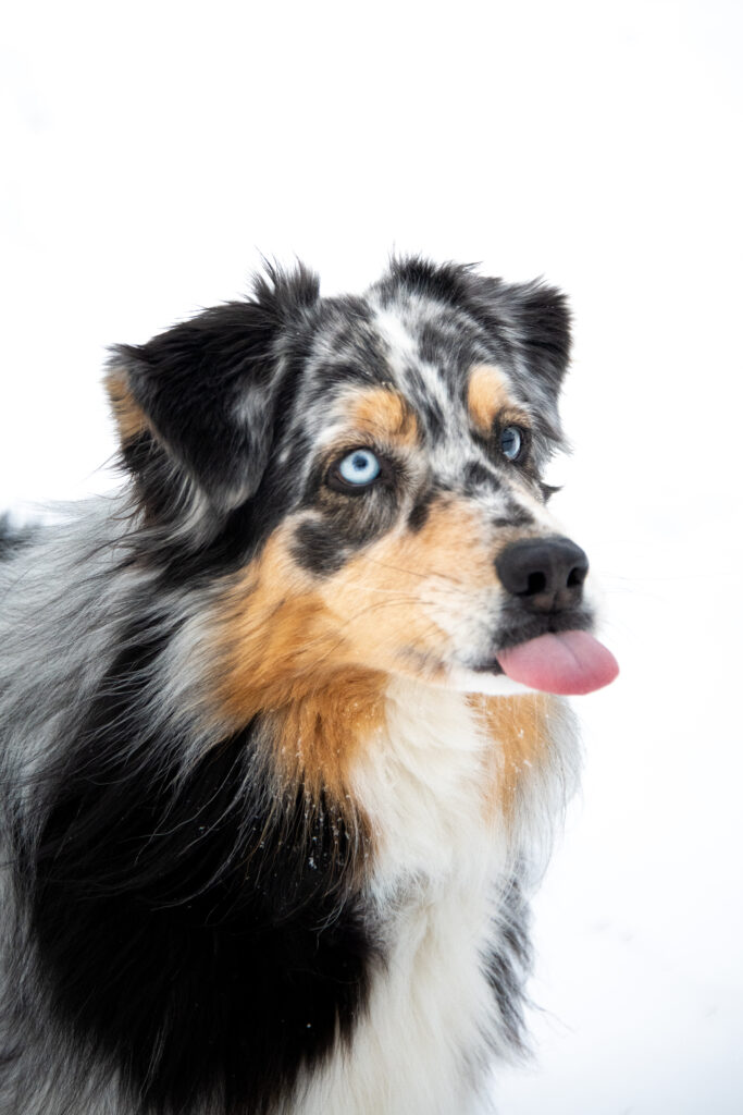 Photographe animaux chien Morez Jura Genève Lausanne Champagnole Lons-le-Saunier Besançon – berger australien tirant la langue