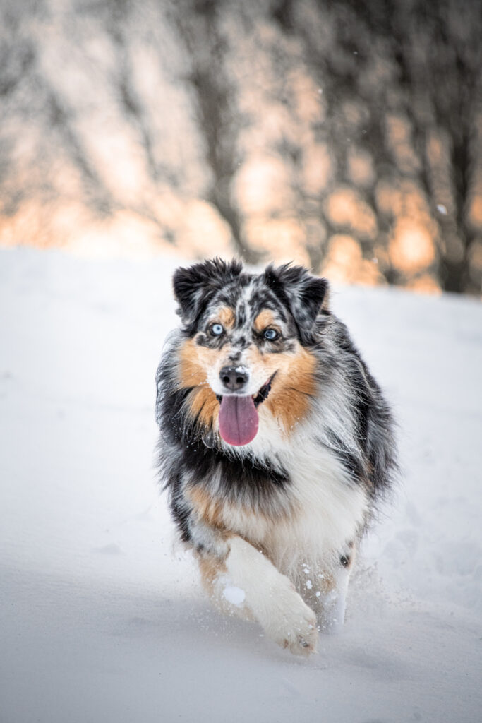 Photographe animaux chien Morez Jura Genève Lausanne Champagnole Lons-le-Saunier Besançon – berger australien courant dans la neige