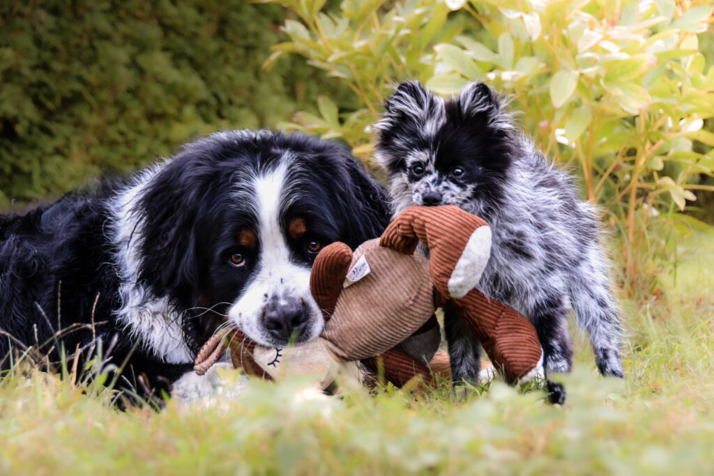 Photographe animaux chien Morez Jura Genève Lausanne Champagnole Lons-le-Saunier Besançon – deux chiens couchés dans l’herbe avec leur jouet