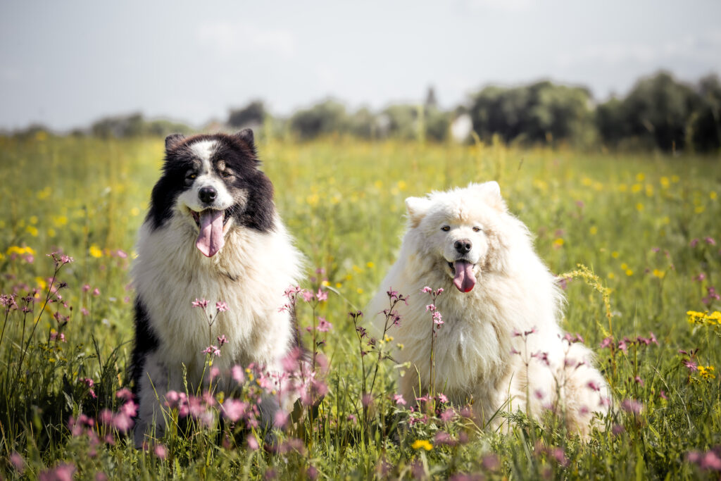 Photographe animaux chien Morez Jura Genève Lausanne Champagnole Lons-le-Saunier Besançon – deux chiens assis dans un pré fleuri