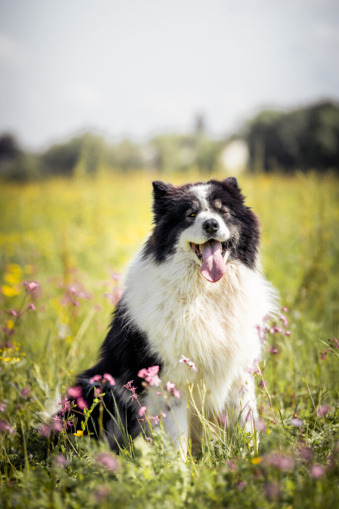 Photographe animaux chien Morez Jura Genève Lausanne Champagnole Lons-le-Saunier Besançon – chien noir et blanc assis dans un pré fleuri