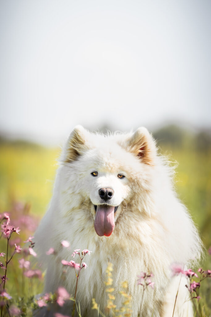 Photographe animaux chien Morez Jura Genève Lausanne Champagnole Lons-le-Saunier Besançon – samoyède souriant dans un pré fleuri