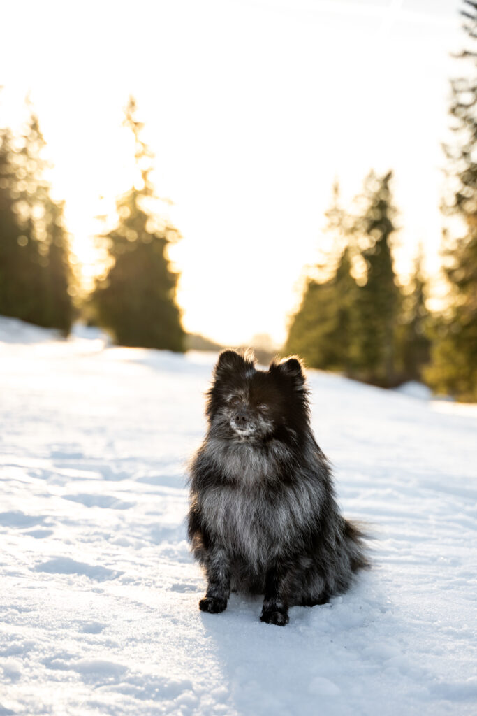 Photographe animaux chien Morez Jura Genève Lausanne Champagnole Lons-le-Saunier Besançon – petit chien noir assis dans la neige au soleil