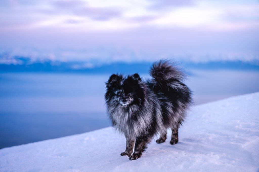 Photographe animaux chien Morez Jura Genève Lausanne Champagnole Lons-le-Saunier Besançon – chien noir à poils longs dans la neige au coucher du soleil