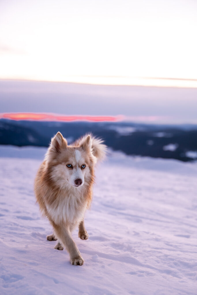 Photographe animaux chien Morez Jura Genève Lausanne Champagnole Lons-le-Saunier Besançon – chien roux à poils longs marchant dans la neige au crépuscule