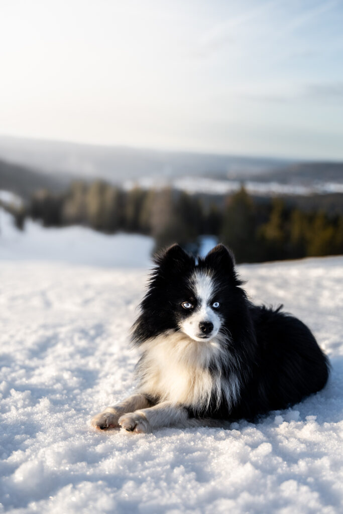 Photographe animaux chien Morez Jura Genève Lausanne Champagnole Lons-le-Saunier Besançon – petit chien noir et blanc allongé dans la neige