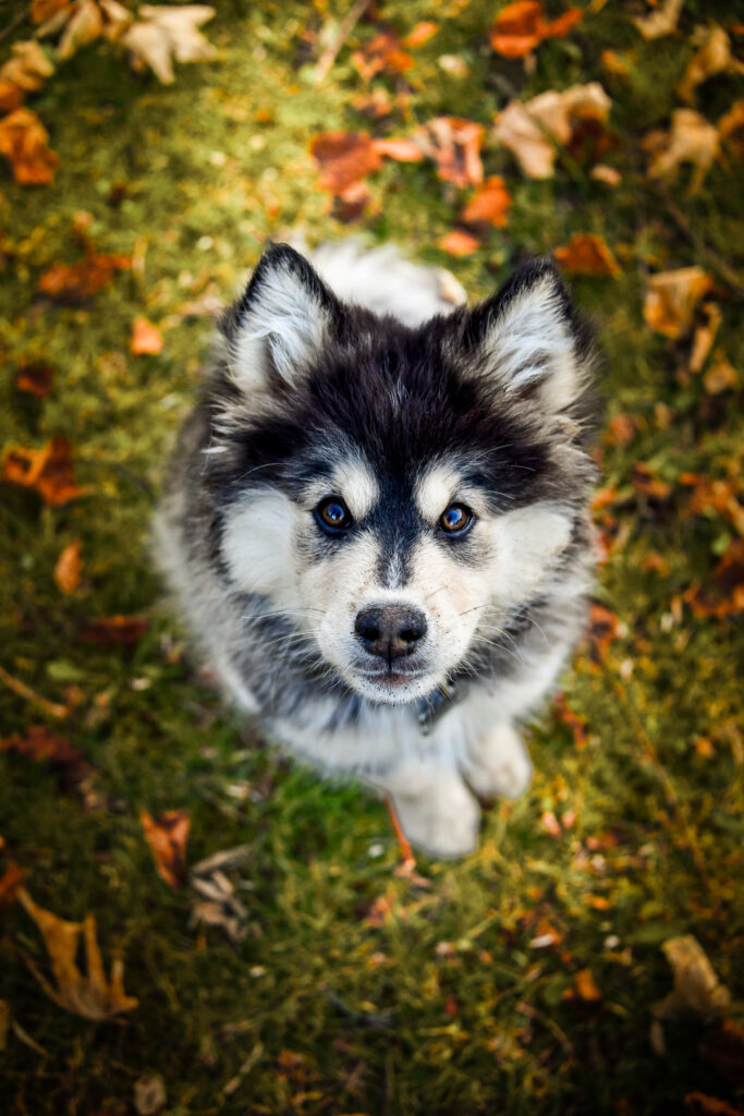 Photographe animaux chien Morez Jura Genève Lausanne Champagnole Lons-le-Saunier Besançon – chiot assis dans les feuilles d’automne