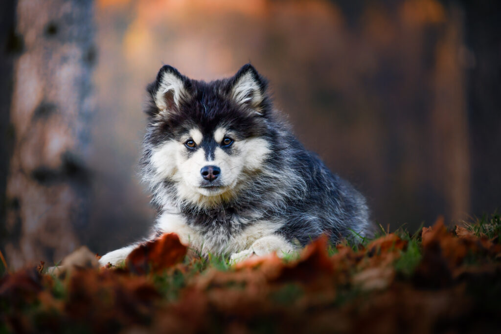 Photographe animaux chien Morez Jura Genève Lausanne Champagnole Lons-le-Saunier Besançon – chien allongé dans les feuilles d’automne en forêt