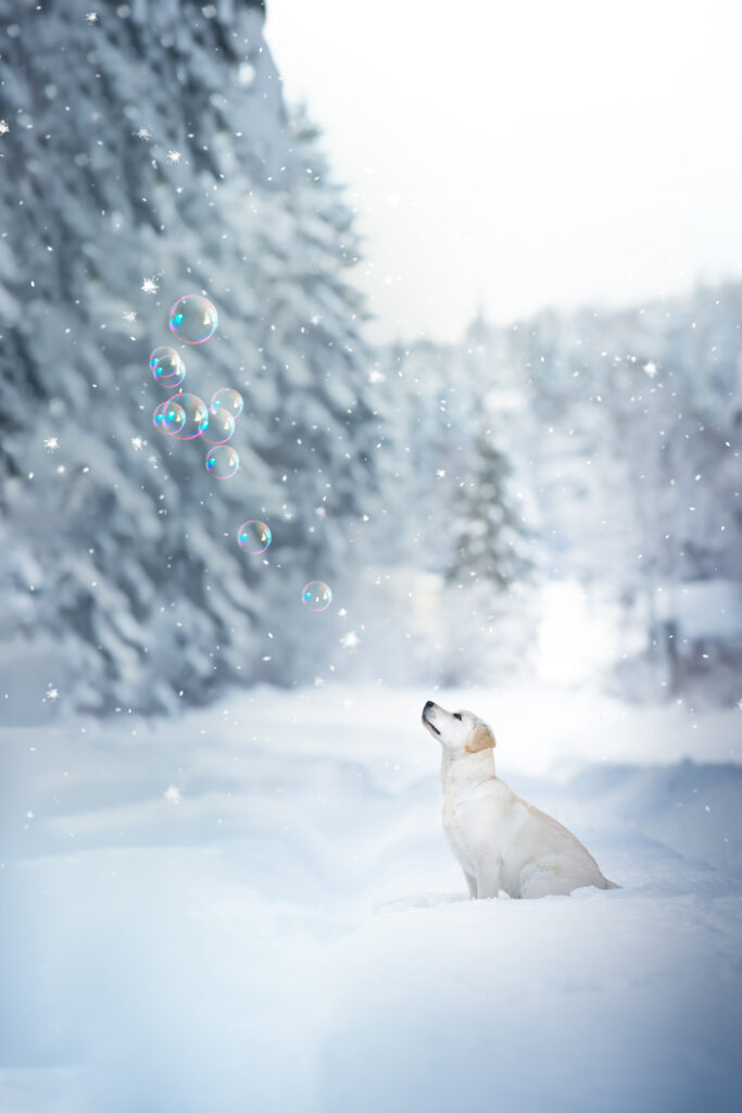 Photographe animaux chien Morez Jura Genève Lausanne Champagnole Lons-le-Saunier Besançon – chien blanc dans une forêt enneigée