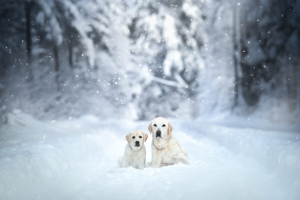 Photographe animaux chien Morez Jura Genève Lausanne Champagnole Lons-le-Saunier Besançon – deux chiens blancs dans une forêt enneigée